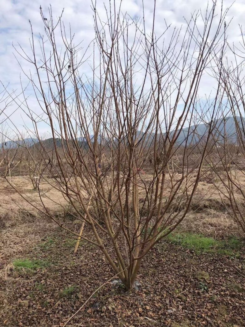 紫薇批量供应，红花紫薇，原生老紫薇，杆直无病虫害