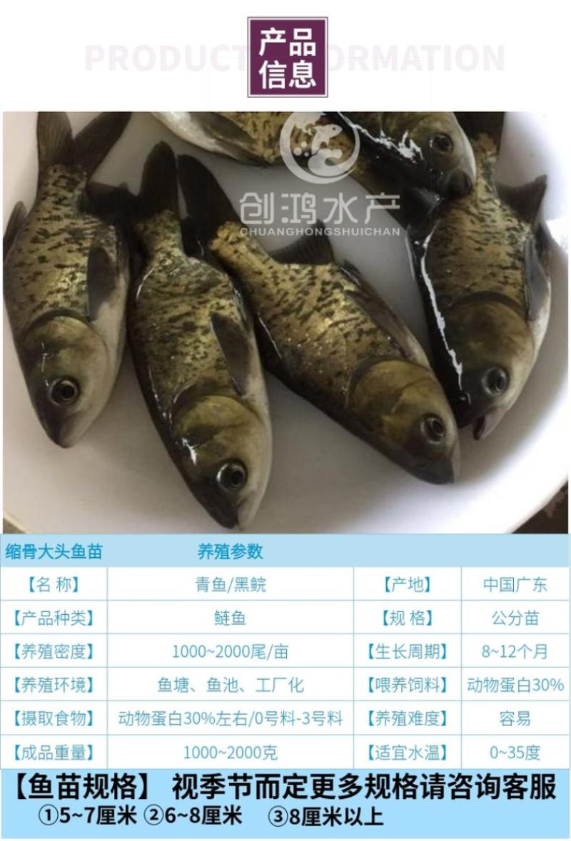 【2023新苗】缩骨大头鱼苗缩骨鱼苗缩骨鳙鱼苗