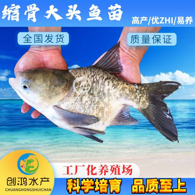 【2023新苗】一级缩骨大头鱼苗缩骨鱼苗缩骨鳙鱼苗