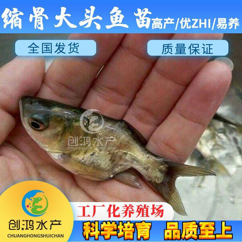 【2023新苗】一级缩骨大头鱼苗缩骨鱼苗缩骨鳙鱼苗
