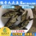 【2023新苗】一级缩骨大头鱼苗缩骨鱼苗缩骨鳙鱼苗