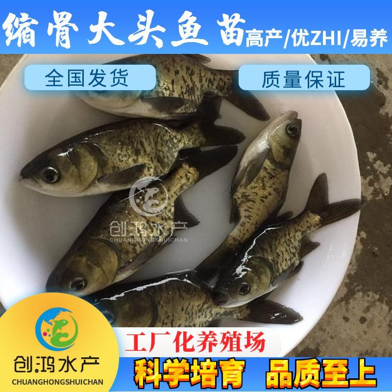【2023新苗】一级缩骨大头鱼苗缩骨鱼苗缩骨鳙鱼苗