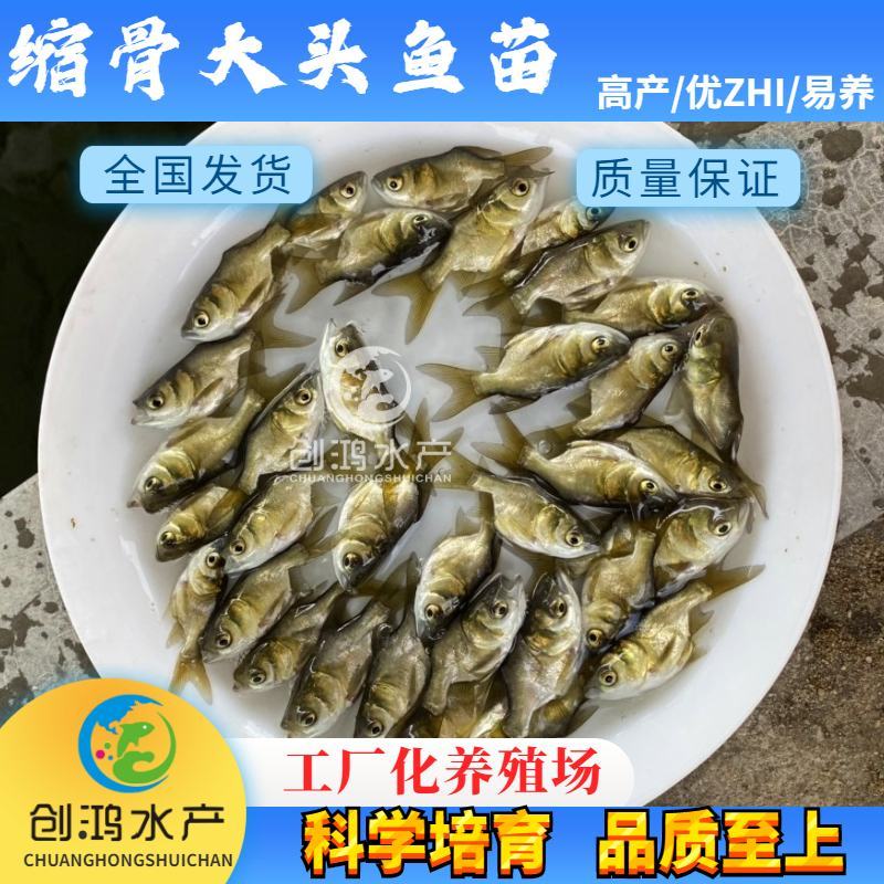 【2023新苗】苗场直供缩骨大头鱼苗缩骨鱼苗缩骨鳙鱼苗