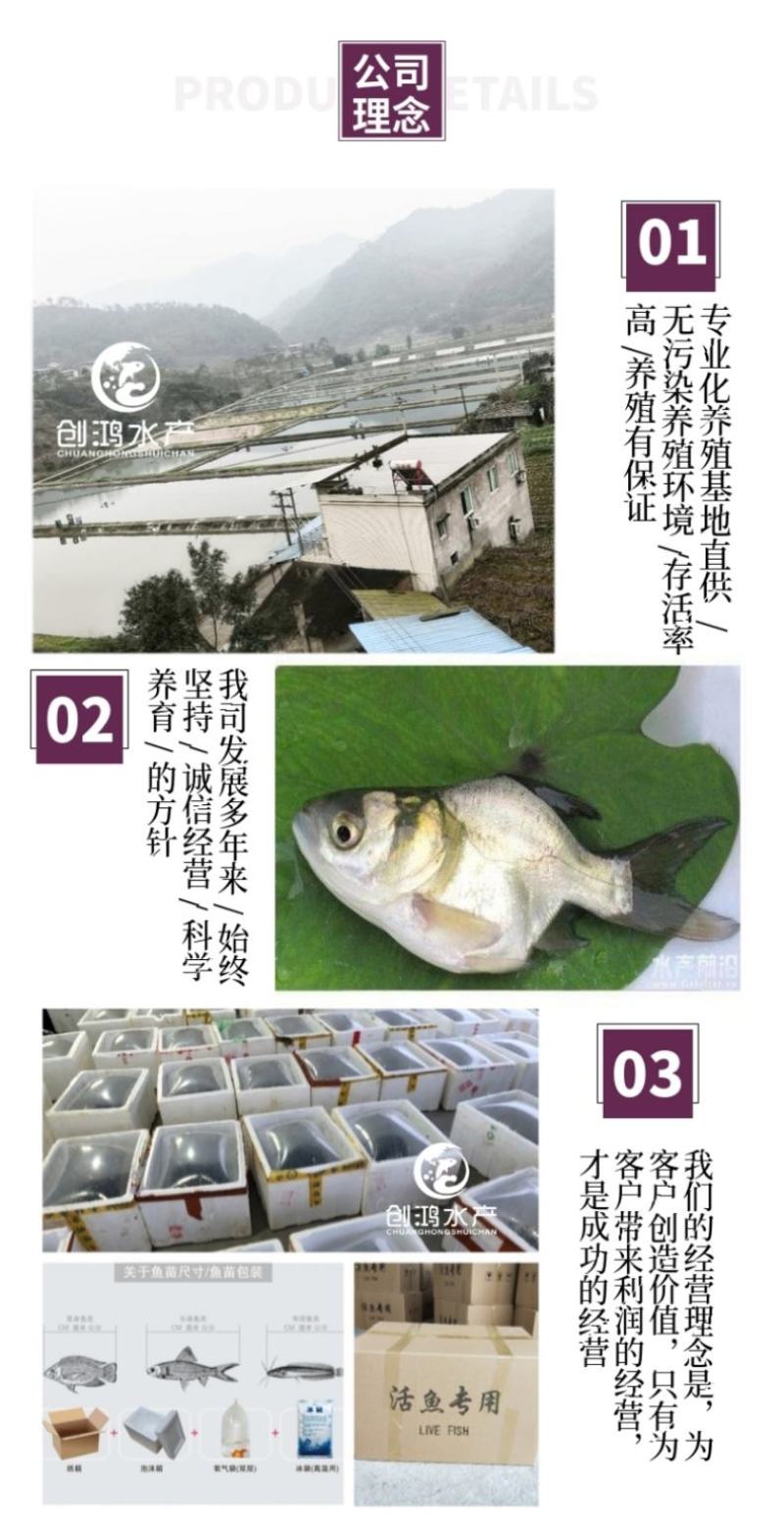 【2023新苗】苗场直供缩骨大头鱼苗缩骨鱼苗缩骨鳙鱼苗