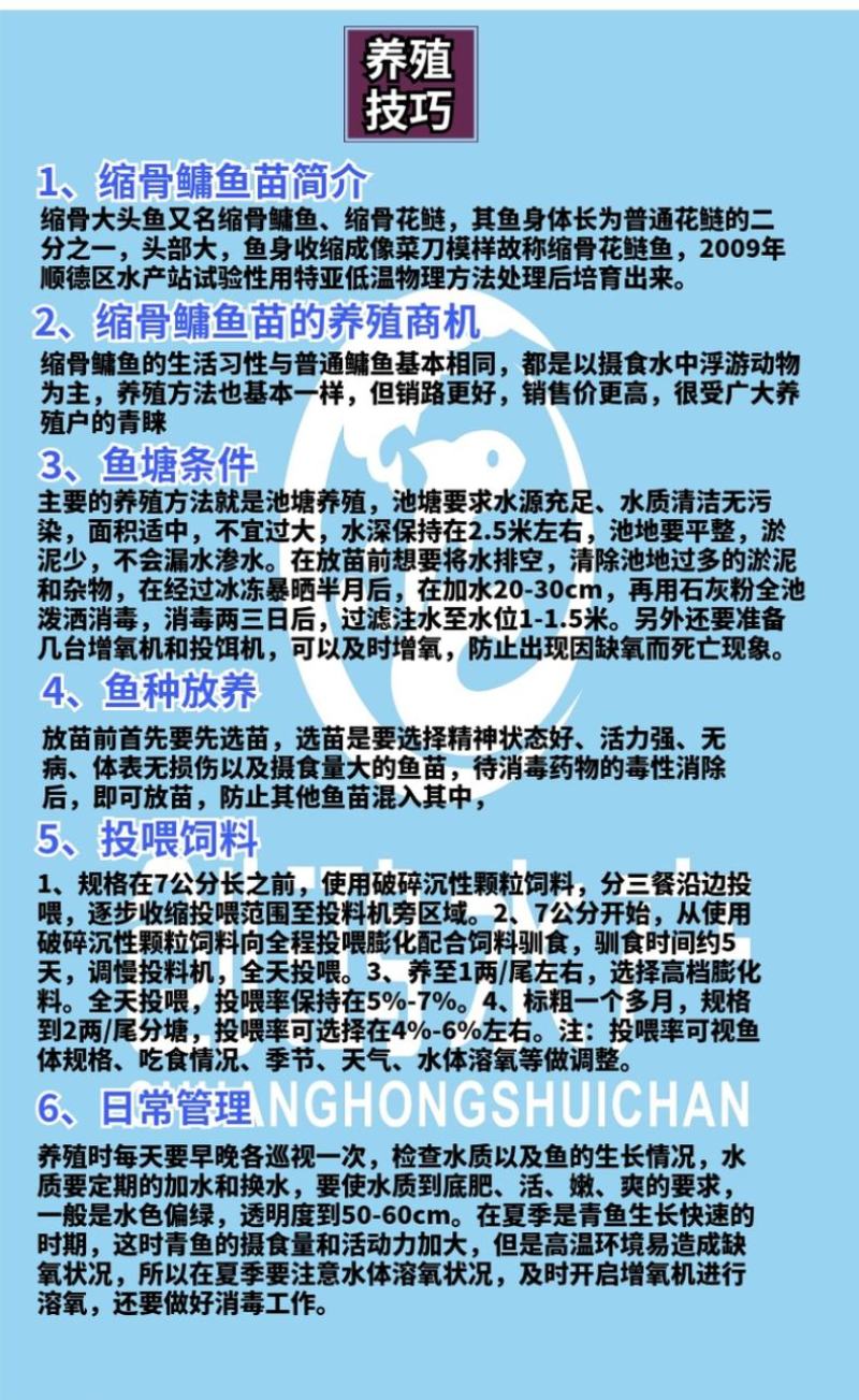 【2023新苗】苗场直供缩骨大头鱼苗缩骨鱼苗缩骨鳙鱼苗