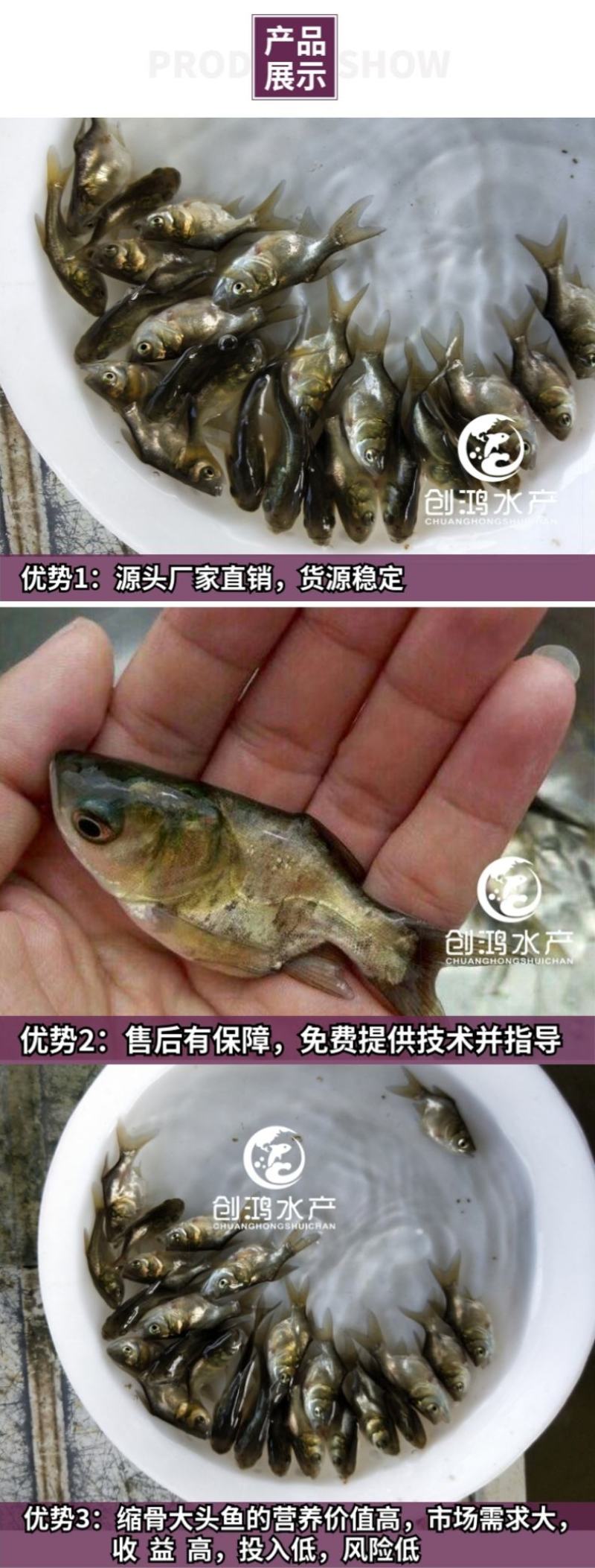 【2023新苗】苗场直供缩骨大头鱼苗缩骨鱼苗缩骨鳙鱼苗