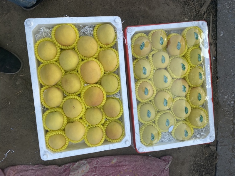 露天油桃黄油桃黄蟠桃各种油桃毛桃蟠桃大量有货
