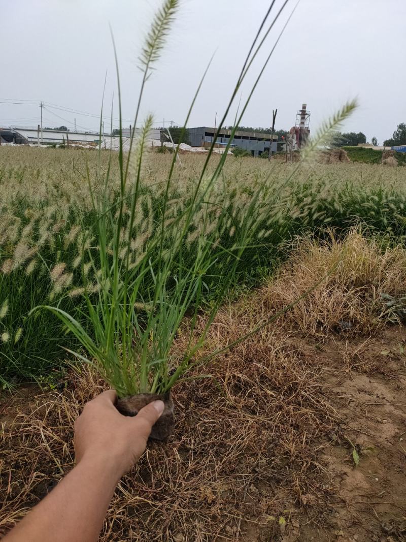大盆小兔子狼尾草新价格，小兔子狼尾草基地，小兔子狼尾草