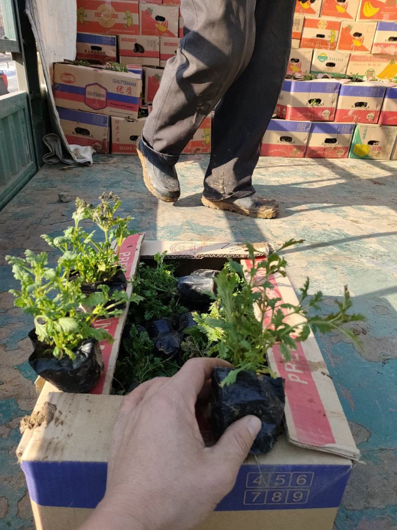 细叶美女樱价格，草花美女樱基地，宿根，草花美女樱现货供应