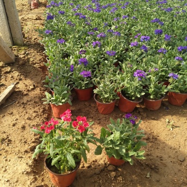 细叶美女樱价格，草花美女樱基地，宿根，草花美女樱现货供应