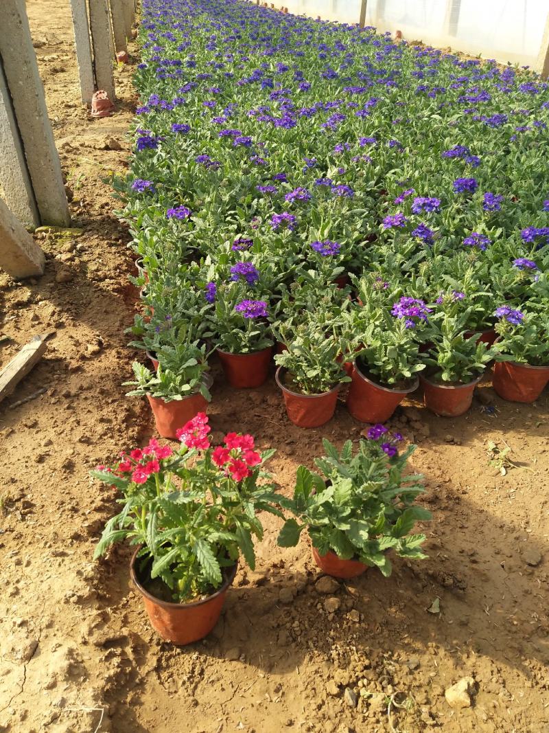 细叶美女樱价格，草花美女樱基地，宿根，草花美女樱现货供应