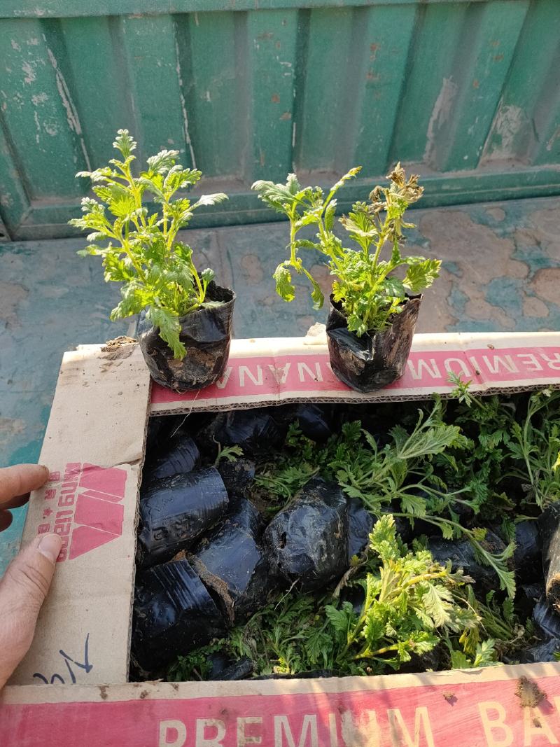 细叶美女樱价格，草花美女樱基地，宿根，草花美女樱现货供应