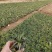 优质玉龙草价格，玉龙草袋苗基地，玉龙草大量供应