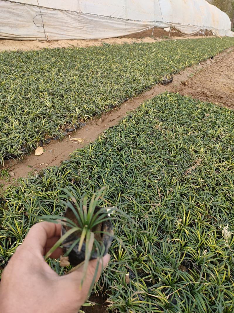 优质玉龙草价格，玉龙草袋苗基地，玉龙草大量供应