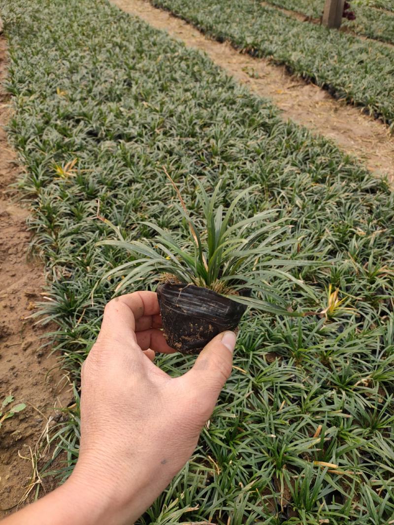优质玉龙草价格，玉龙草袋苗基地，玉龙草大量供应