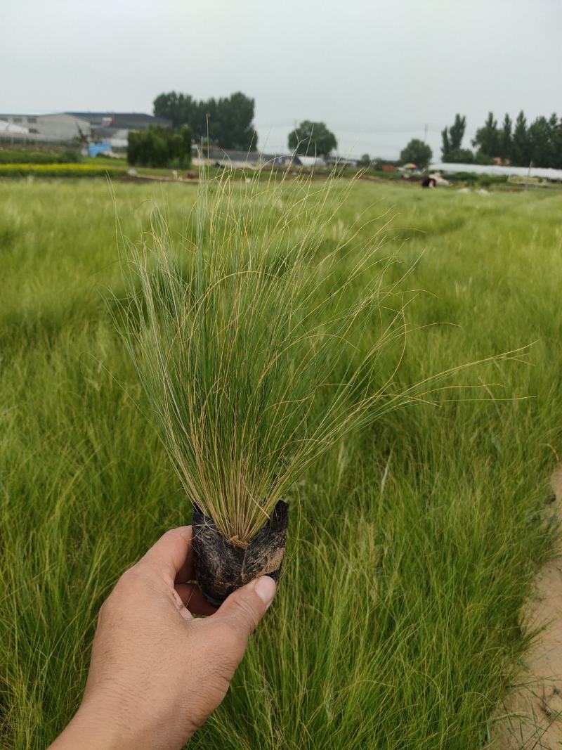 墨西哥羽毛草最新价格，墨西哥羽毛草批发基地