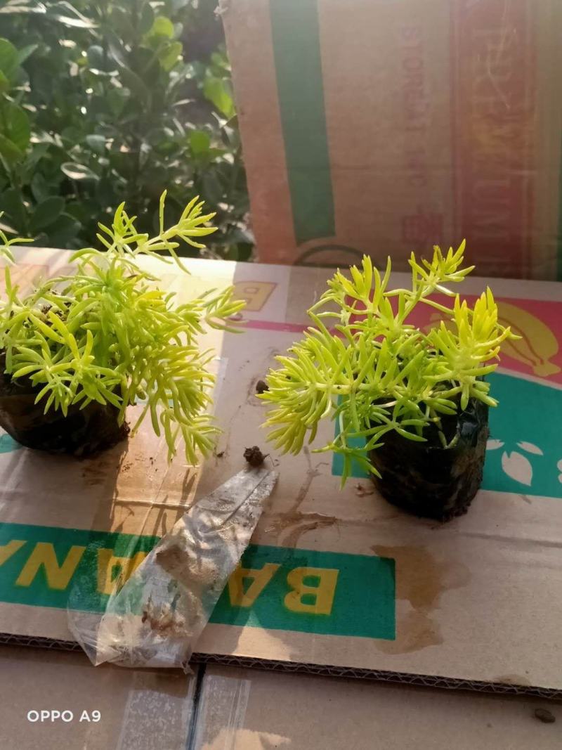 黄金佛甲草基地价格，营养钵黄金佛甲供应
