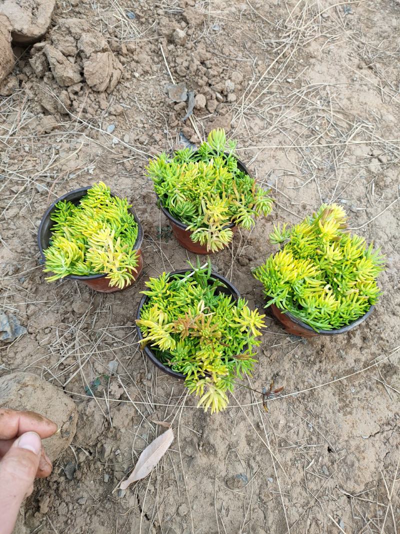 黄金佛甲草基地价格，营养钵黄金佛甲供应