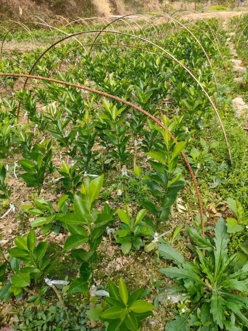 正宗新会柑陈皮柑果苗四会柑苗小青柑陈皮专用苗