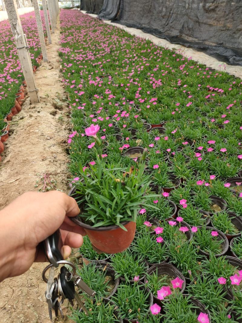 优质欧石竹现货价格，欧石竹穴盘苗基地，欧石竹大量批发