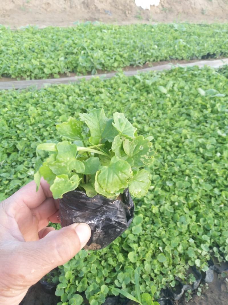 优质二月兰新价格，二月兰批发，二月兰专业种植基地