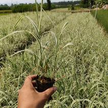 水生玉带草价格，玉带草专业种植，玉带草批发基地