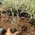 水生玉带草价格，玉带草专业种植，玉带草批发基地