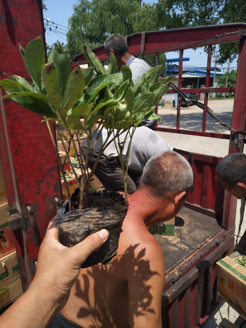 优质绿化芍药价格，多芽绿化芍药，观赏芍药价格，芍药现货