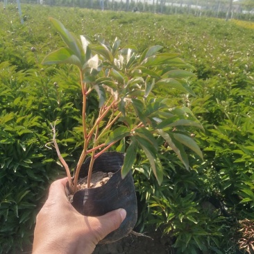 优质绿化芍药价格，多芽绿化芍药，观赏芍药价格，芍药现货