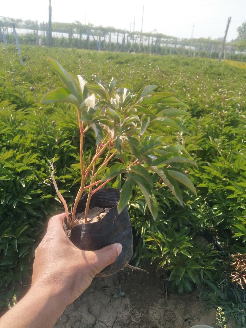 优质绿化芍药价格，多芽绿化芍药，观赏芍药价格，芍药现货