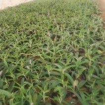 桑托斯马鞭草新价格，矮化马鞭草基地，专业种植桑托斯马鞭草