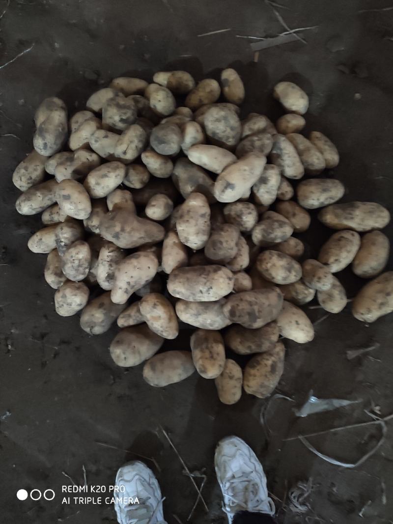 内蒙产806土豆种子，按需分拣，协助找车基地直发
