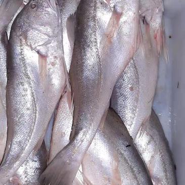 巴西淡水石首鱼，又名白菇鱼，巴西经济鱼类，肉质鲜美