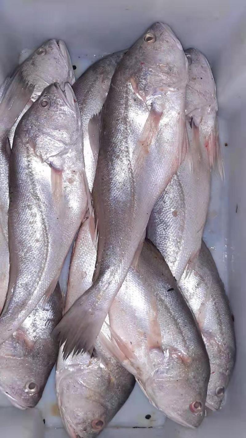 巴西淡水石首鱼，又名白菇鱼，巴西经济鱼类，肉质鲜美