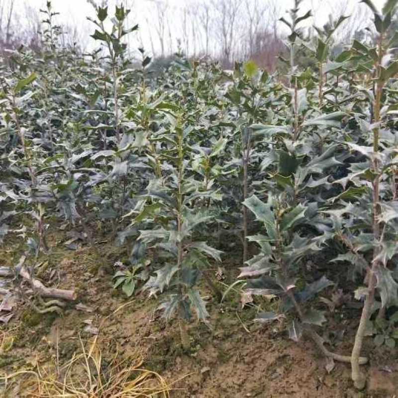 枸骨苗有刺枸骨毛球地被小苗农户直销