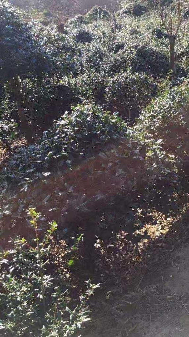枸骨苗有刺枸骨毛球地被小苗农户直销