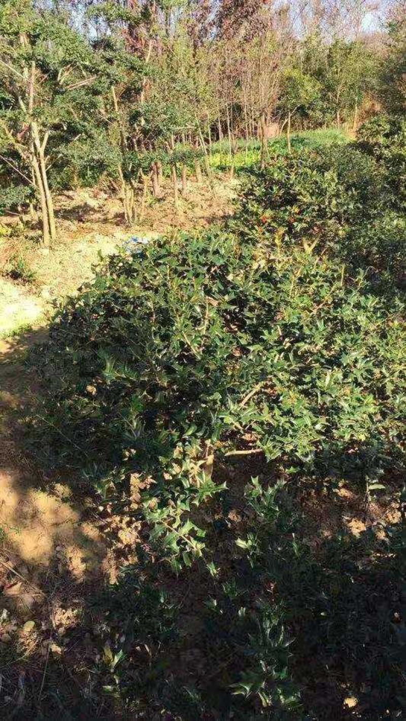 枸骨苗有刺枸骨毛球地被小苗农户直销