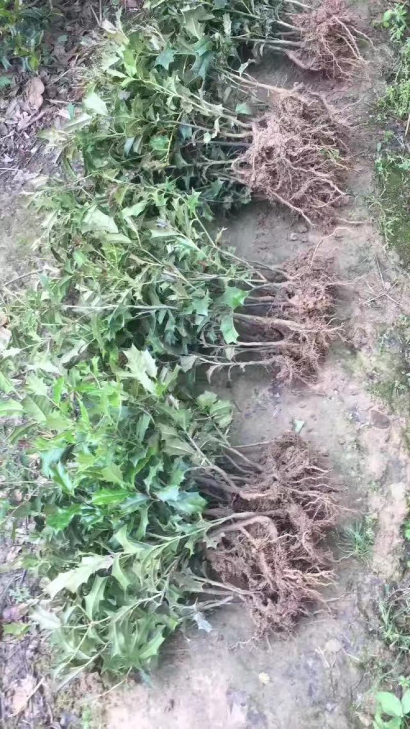 枸骨有刺枸骨枸骨球色块小苗农户直销价格优惠