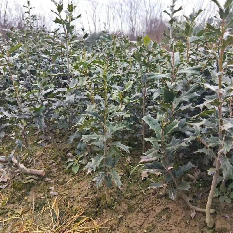 枸骨有刺枸骨枸骨球色块小苗农户直销价格优惠