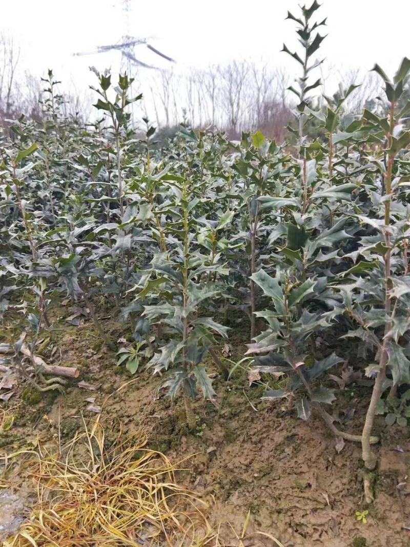 枸骨有刺枸骨枸骨球色块小苗农户直销价格优惠