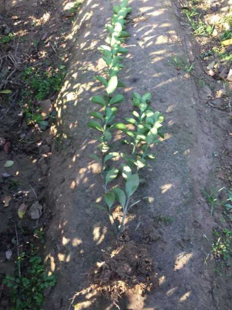 小叶黄杨大叶黄杨金边黄杨小苗基地直供
