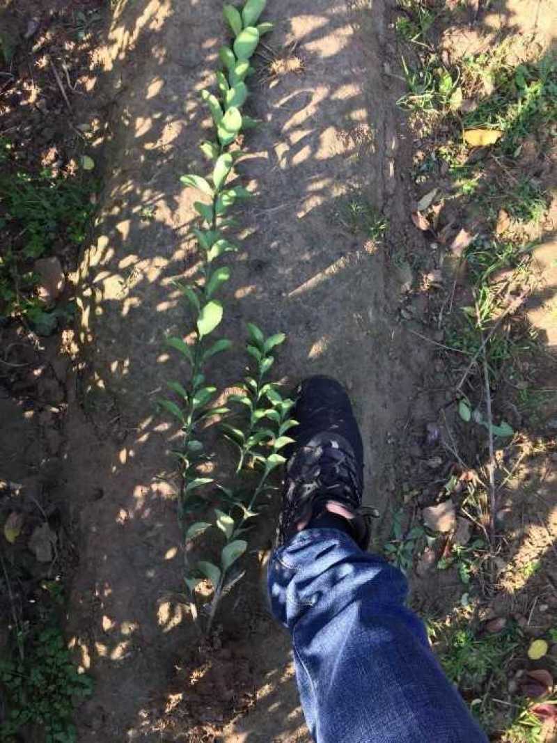 小叶黄杨大叶黄杨金边黄杨小苗基地直供