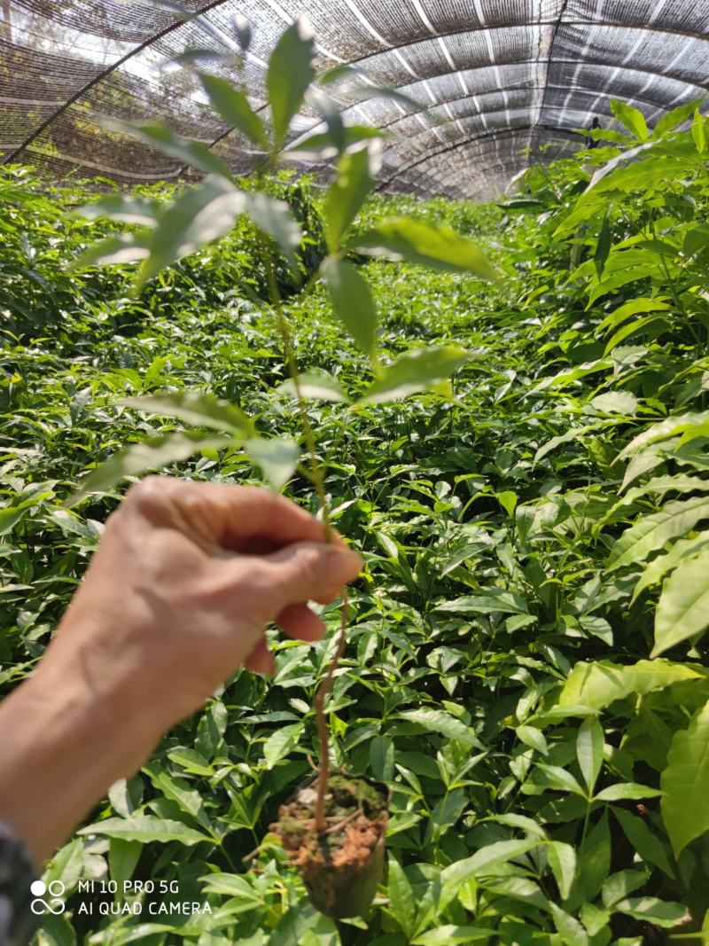 三叉苦苗/三丫苦苗，基地值供货源充足可零售可批发