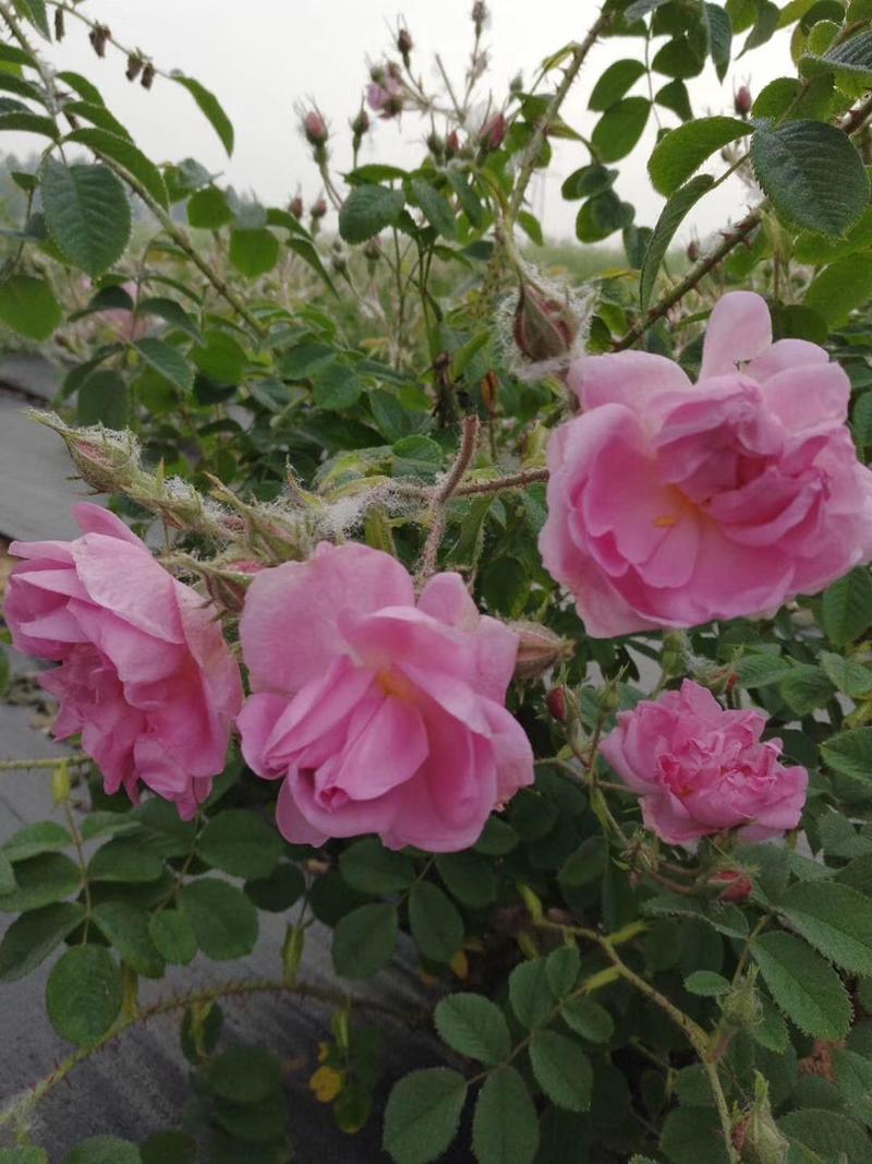 大马士革玫瑰种苗食用玫瑰提炼玫瑰精油纯露玫瑰可食用