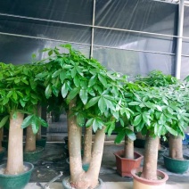 白云区大盆精品发财树盆栽2022春节绿植风水广州同城配送