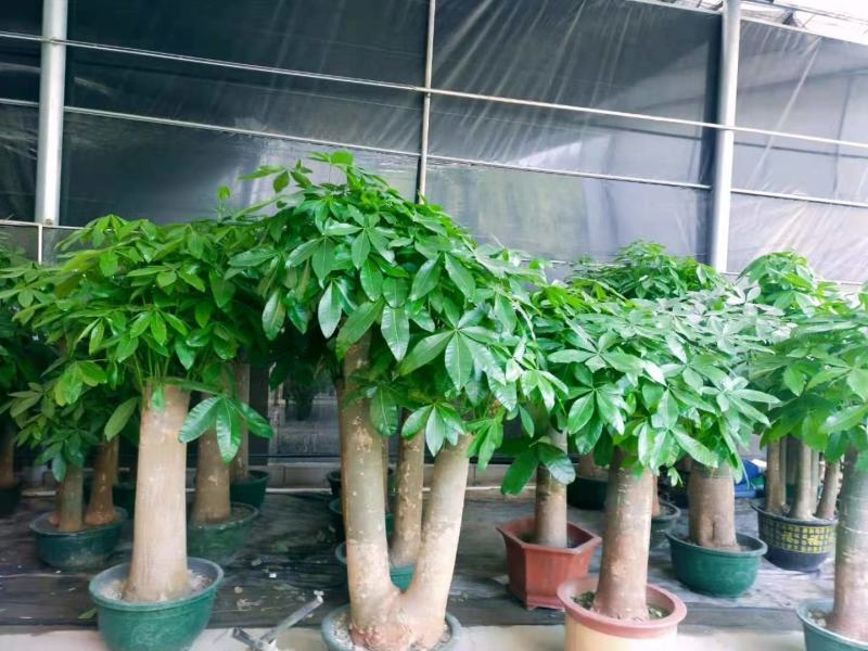 白云区大盆精品发财树盆栽2022春节绿植风水广州同城配送