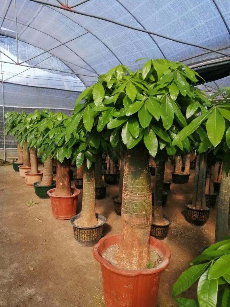 白云区大盆精品发财树盆栽2022春节绿植风水广州同城配送