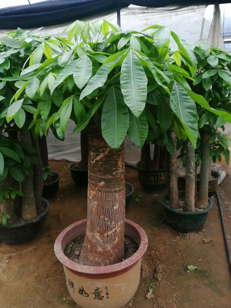 白云区大盆精品发财树盆栽2022春节绿植风水广州同城配送