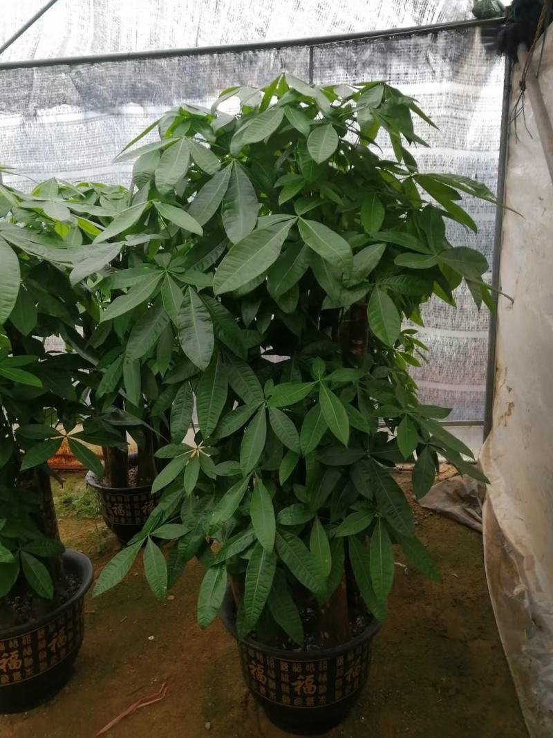 白云区大盆精品发财树盆栽2022春节绿植风水广州同城配送