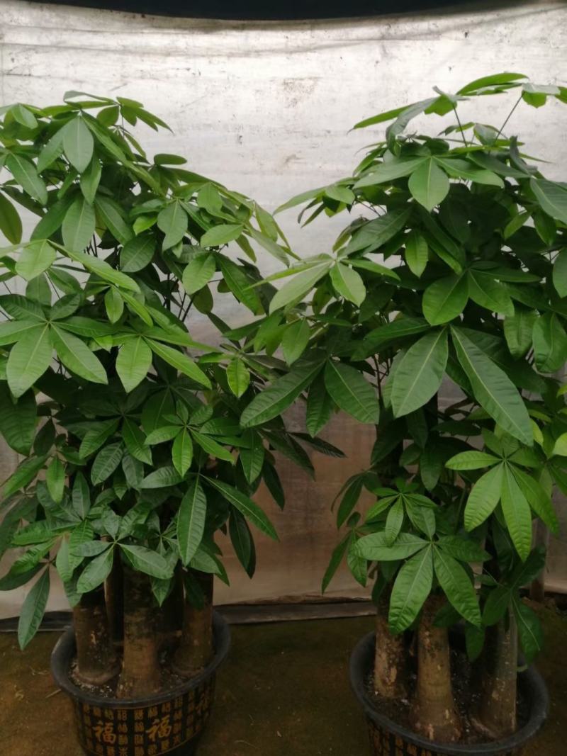 白云区大盆精品发财树盆栽2022春节绿植风水广州同城配送